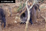 sus scrofa ferus wild boar sus scrofa ferus wild boar
