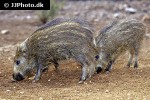 sus scrofa ferus wild boar sus scrofa ferus wild boar