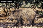 sus scrofa ferus wild boar sus scrofa ferus wild boar