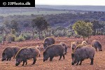 sus scrofa ferus wild boar sus scrofa ferus wild boar