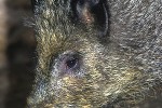 sus scrofa ferus wild boar sus scrofa ferus wild boar