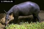 tapirus bairdii baird s tapir tapirus bairdii baird s tapir