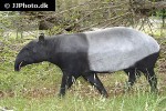 tapirus indicus malayan tapir tapirus indicus malayan tapir