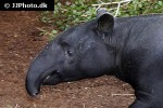 tapirus indicus malayan tapir tapirus indicus malayan tapir