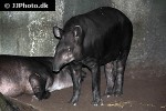 tapirus terrestris south american tapir tapirus terrestris south american tapir