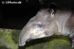 tapirus terrestris south american tapir tapirus terrestris south american tapir