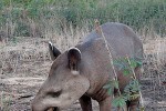 tapirus terrestris south american tapir tapirus terrestris south american tapir
