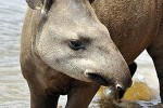 tapirus terrestris south american tapir tapirus terrestris south american tapir