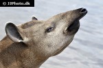 tapirus terrestris south american tapir tapirus terrestris south american tapir
