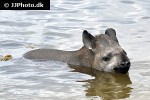 tapirus terrestris south american tapir tapirus terrestris south american tapir