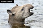 tapirus terrestris south american tapir tapirus terrestris south american tapir