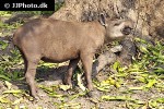 tapirus terrestris south american tapir tapirus terrestris south american tapir