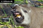 tapirus terrestris south american tapir tapirus terrestris south american tapir
