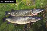 esox lucius esox lucius