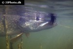 esox lucius esox lucius