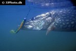 esox lucius esox lucius