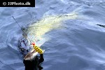 esox lucius esox lucius