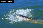esox lucius esox lucius