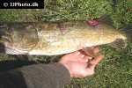 esox lucius esox lucius