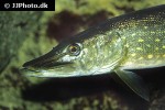 esox lucius esox lucius