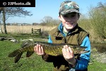esox lucius esox lucius