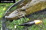 esox lucius esox lucius