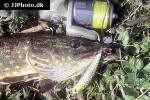 esox lucius esox lucius