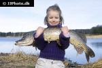 esox lucius esox lucius
