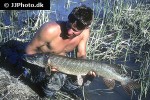 esox lucius esox lucius