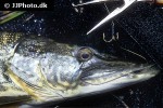 esox lucius esox lucius