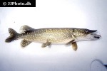 esox lucius esox lucius