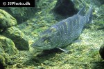 esox lucius esox lucius
