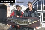 esox lucius esox lucius