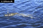 esox lucius esox lucius