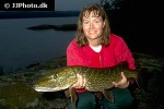 esox lucius esox lucius