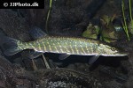 esox lucius esox lucius