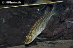 esox lucius esox lucius