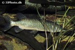 esox lucius esox lucius