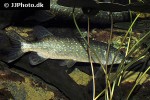 esox lucius