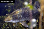 esox lucius esox lucius