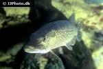 esox lucius esox lucius