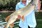 esox lucius esox lucius