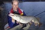 esox lucius esox lucius