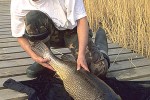 esox lucius esox lucius
