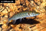 esox lucius esox lucius