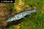 esox lucius esox lucius