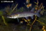 esox lucius esox lucius