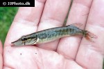 esox lucius esox lucius