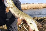 esox lucius esox lucius