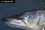 esox lucius esox lucius